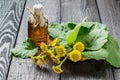 Medicinal plant Ã¢â¬â coltsfoot (Tussilago farfara) and the infusion